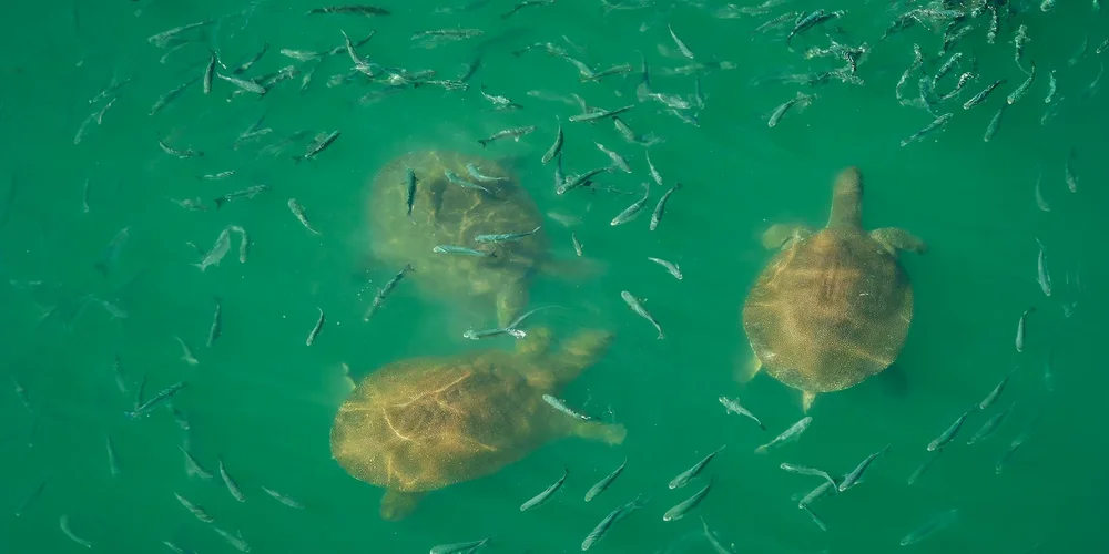 Group of African sideneck turtles swimming underwater in greenish water.