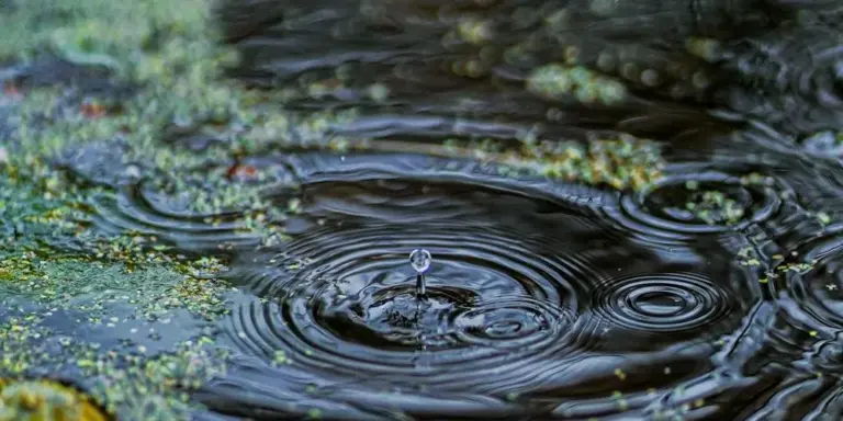 Water surface of an aquatic turtle tank with ripples and patches of green algae.