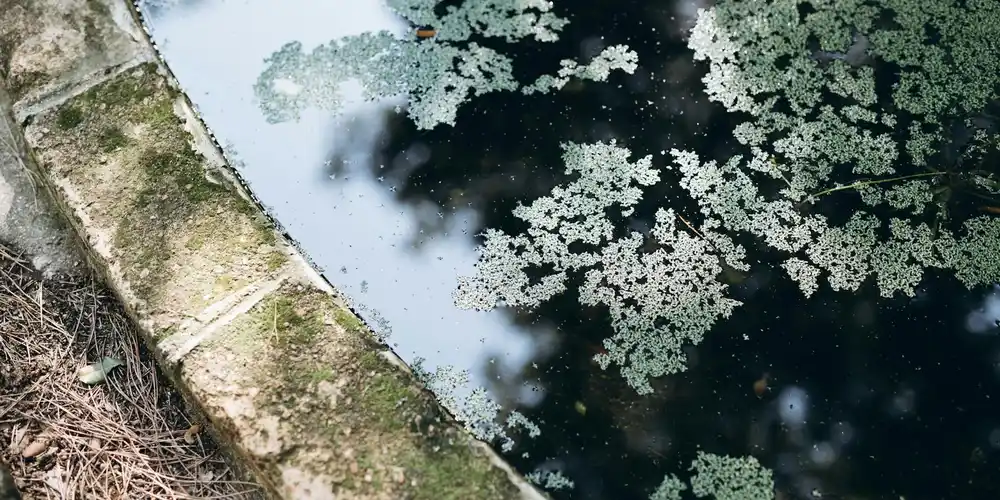 Algae-covered water surface near the edge of a shallow turtle tank