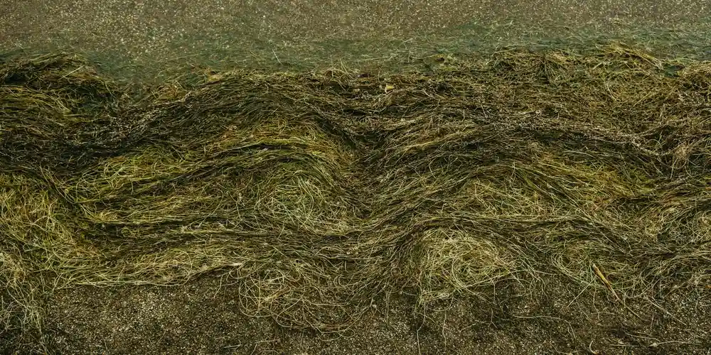 Close-up of dense, tangled algae growth covering a turtle tank surface