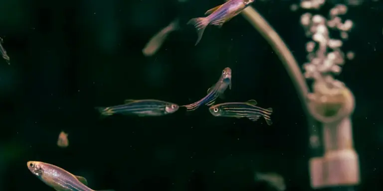 Small schooling fish in a planted aquarium with visible filtration equipment