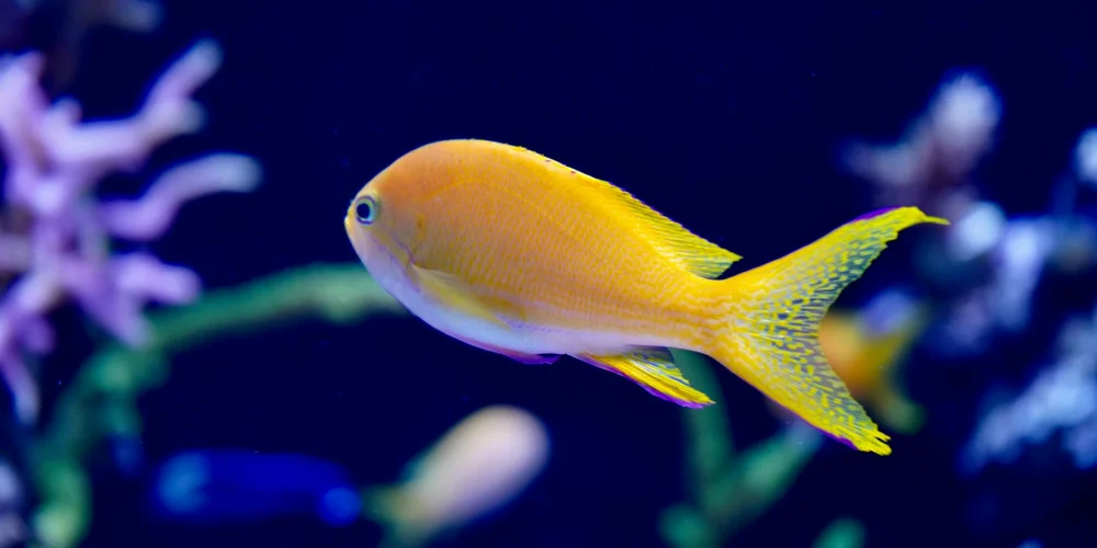 Yellow-orange fish swimming in a clear blue aquarium with coral decorations.