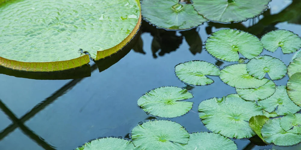 Floating green water lily leaves (lily pads) on a calm blue pond
