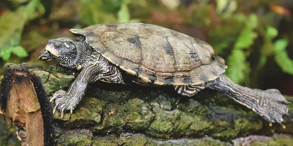 An aquatic turtle perched on a mossy log inside a tank, illustrating a basking spot in a well-maintained, filtered aquarium.