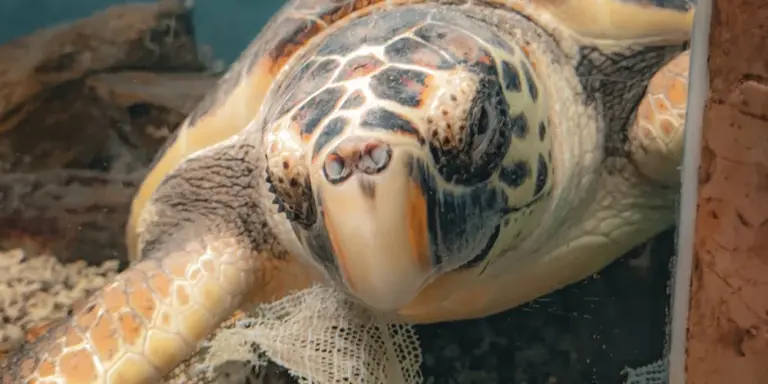 Close-up of an aquatic turtle's head peeking above water in an aquarium
