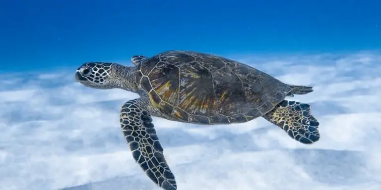 Green sea turtle swimming underwater in clear blue water.