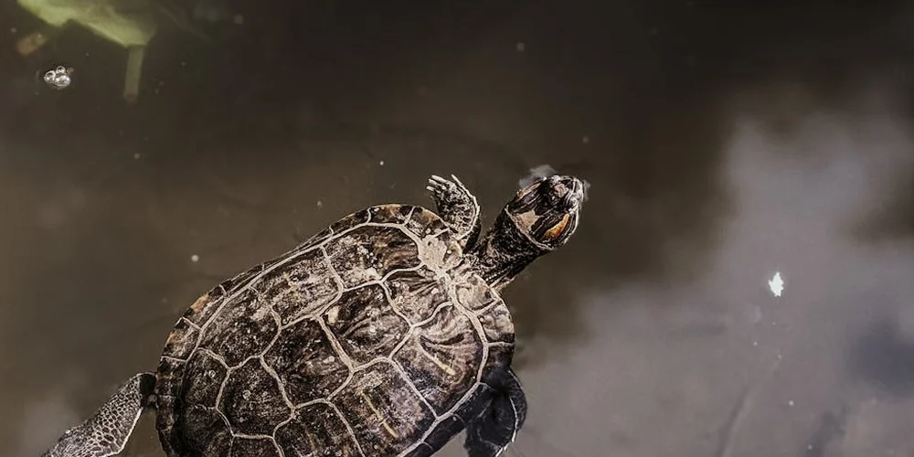 What is the Ideal Water Temperature for Different Aquatic Turtle Species?