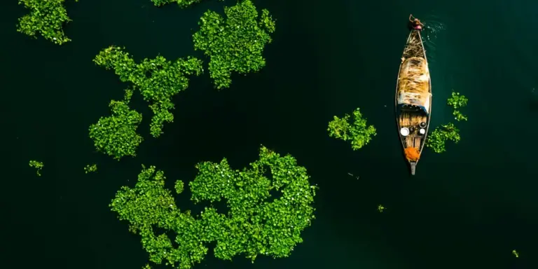Aerial view of a canoe on dark green water with scattered clusters of floating aquatic plants, including duckweed, on the surface.