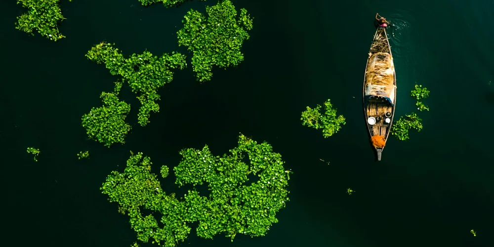 A Guide to Aquatic Plants That Turtles Can Safely Eat