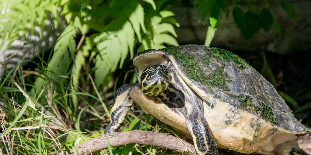 A stressed aquatic turtle out of water on a patch of ground, with its head slightly turned and limbs extended, surrounded by greenery.
