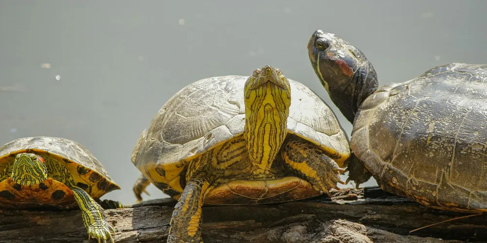 Three aquatic turtles basking on a log at the edge of a calm pond, with one turtle facing the camera and two others nearby.