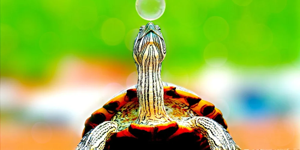 Close-up of a baby turtle with its neck extended toward a floating food pellet against a blurred green background.