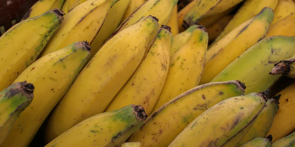 Close-up of ripe yellow bananas