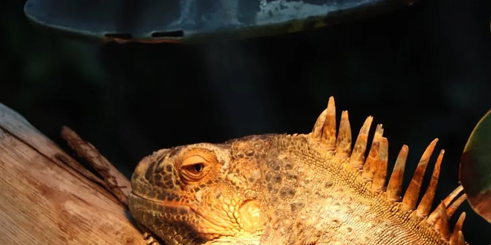 Bearded dragon basking under a heat lamp in a terrarium, showing textured orange-brown scales and spines along its back.