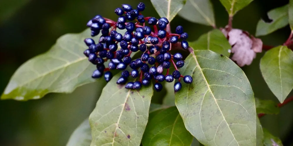 Close-up of a cluster of small dark purple berries on green leaves, illustrating berries as a nutritious option for turtles.