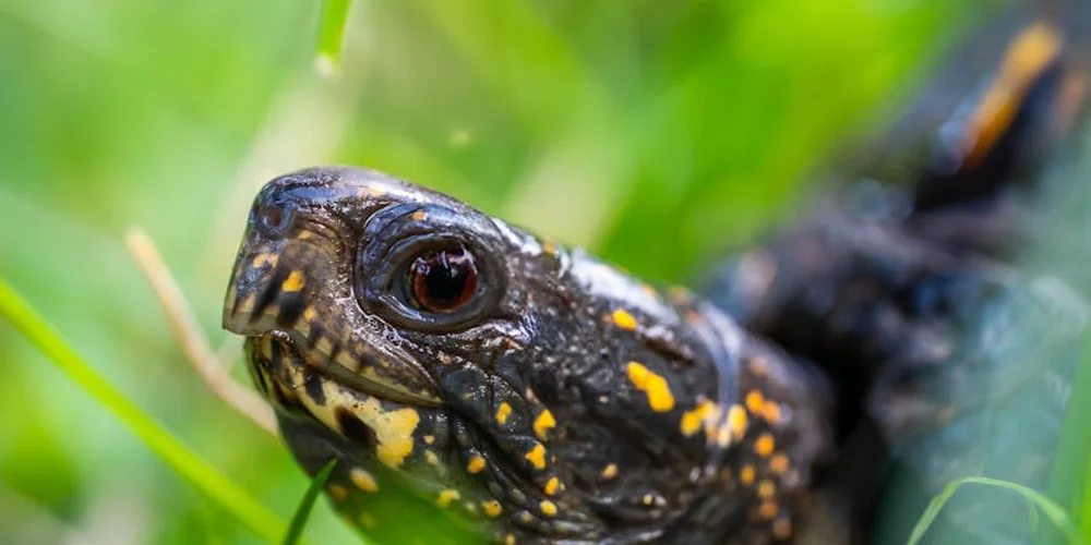 How Often Should You Handle Your Pet Box Turtle?