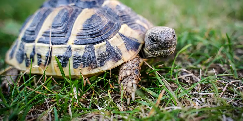 Box turtle walking on grass, displaying a domed shell with yellow and dark markings.