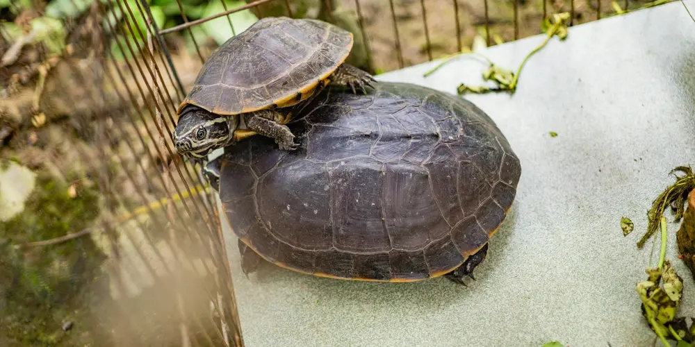 A box turtle perched inside a small enclosure with a light-colored surface and wire fencing visible in the background.