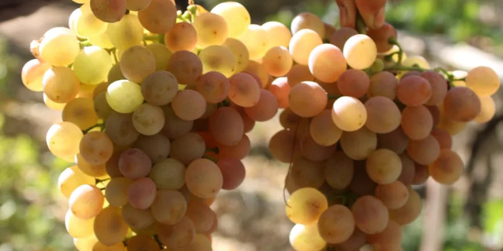A cluster of small, pale grapes hanging on vines, illustrating fruit that can be offered in a box turtle's diet.