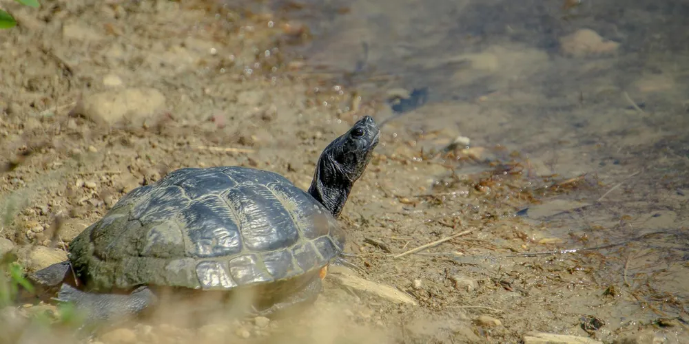 A box turtle on a muddy bank near water, with head raised and shell pattern visible.