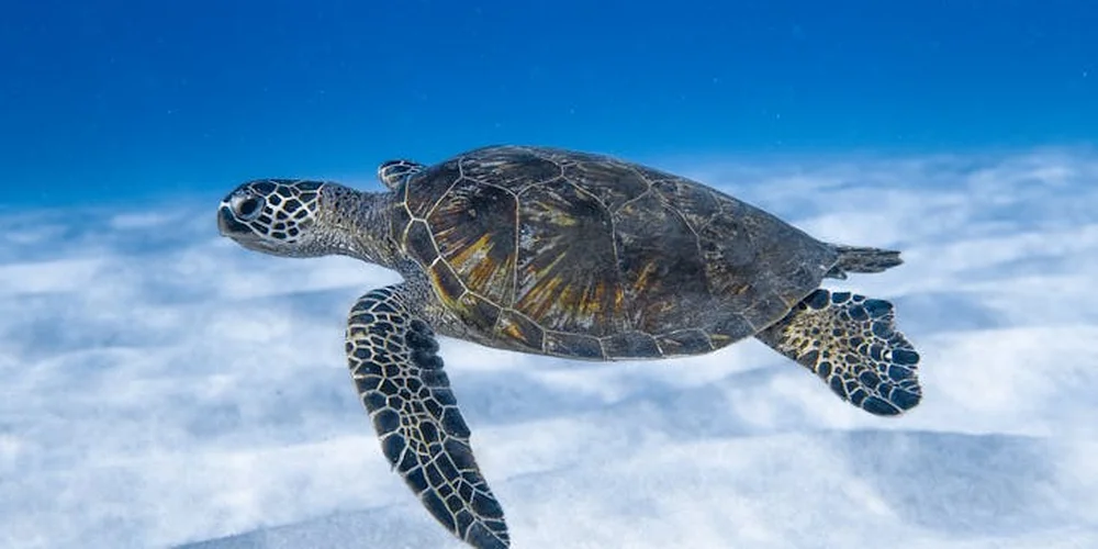 Sea turtle swimming underwater with a patterned shell and flippers, set against a blue ocean background.