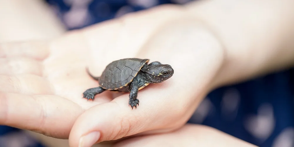 A small box turtle resting on a person’s cupped hand, illustrating careful handling for hibernation setup.