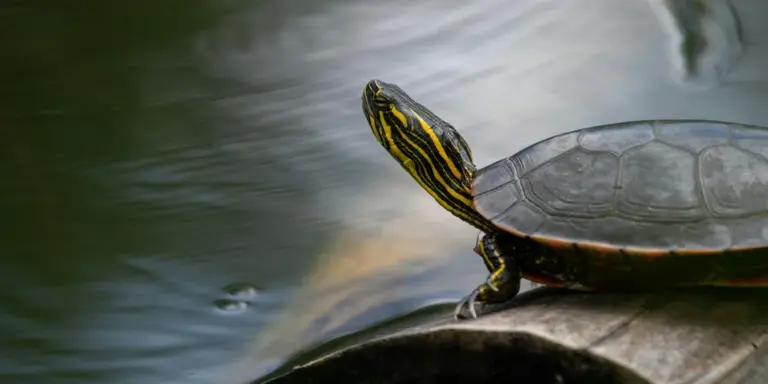 Box turtle perched on a weathered log beside a calm pond, showing a yellow-striped head.