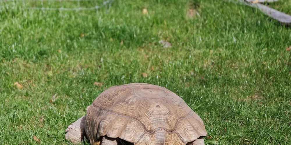 Box turtle on green grass in a sunlit outdoor setting, shell details visible