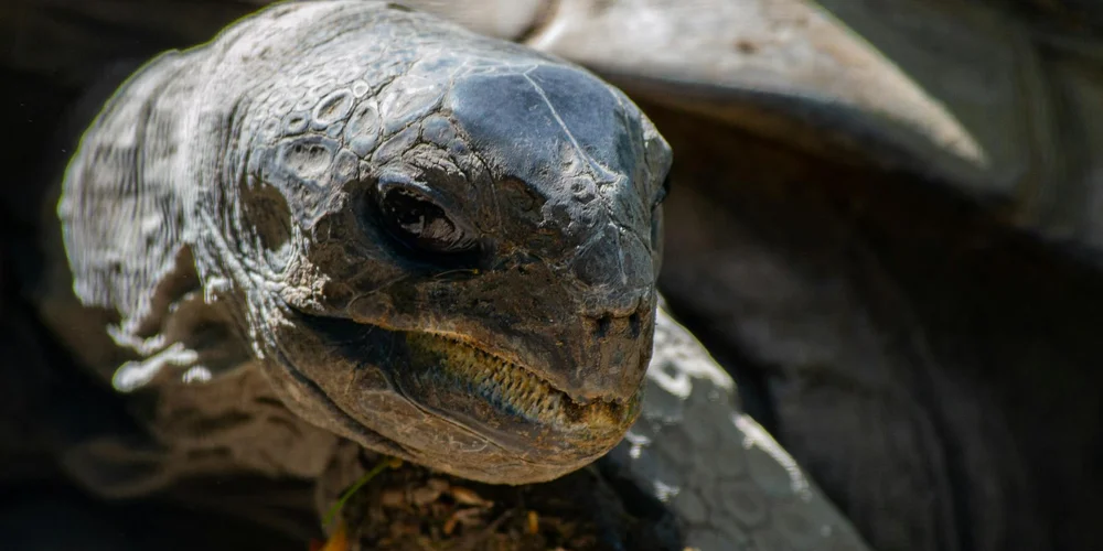 Close-up of a box turtle's head, showing weathered skin and dirt around the mouth.