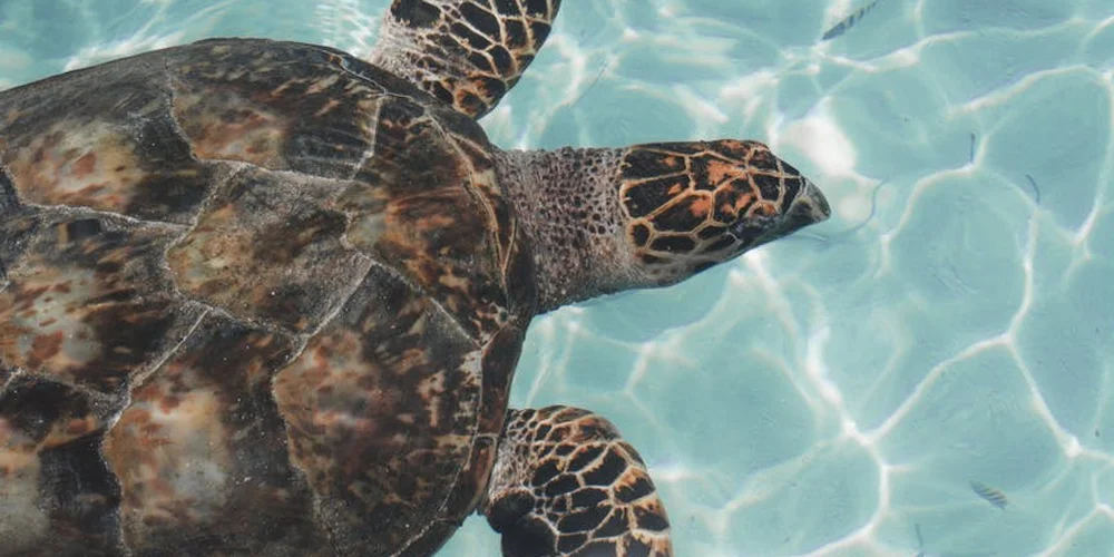 Close-up of a box turtle swimming in clear water, showing its patterned shell and head