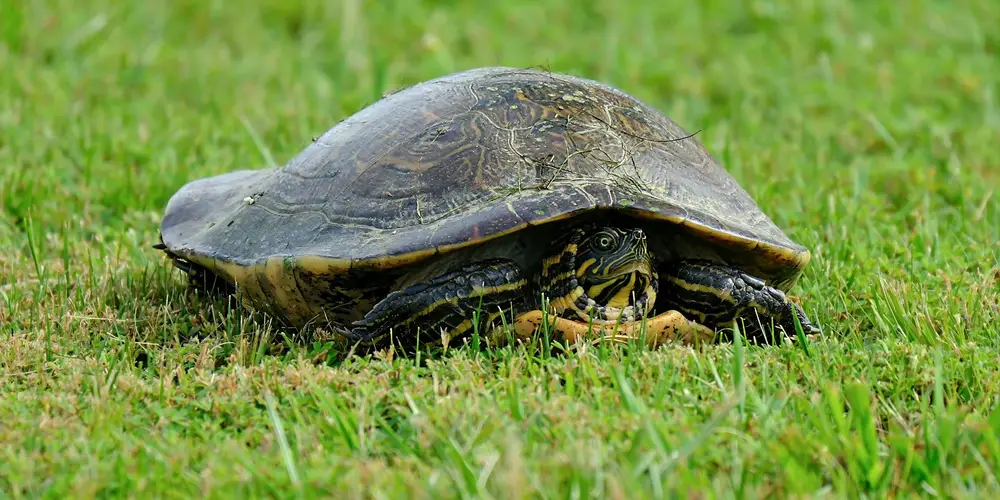 Box turtle resting on green grass with its shell visible
