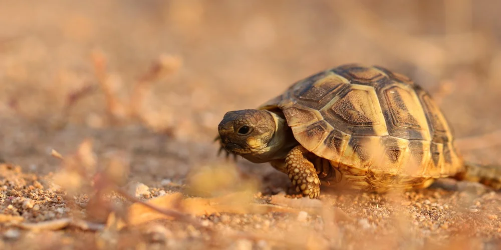 Where Do Box Turtles Live in the Wild?