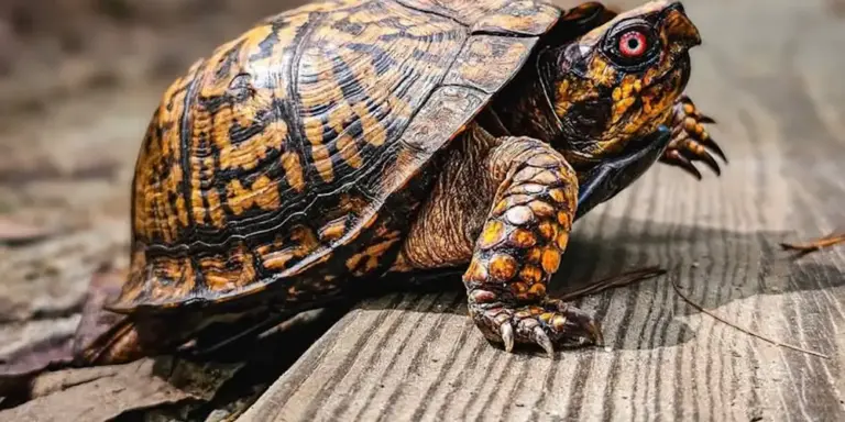 Close-up of a box turtle with a dark, patterned shell and a red eye, on a weathered wooden surface.