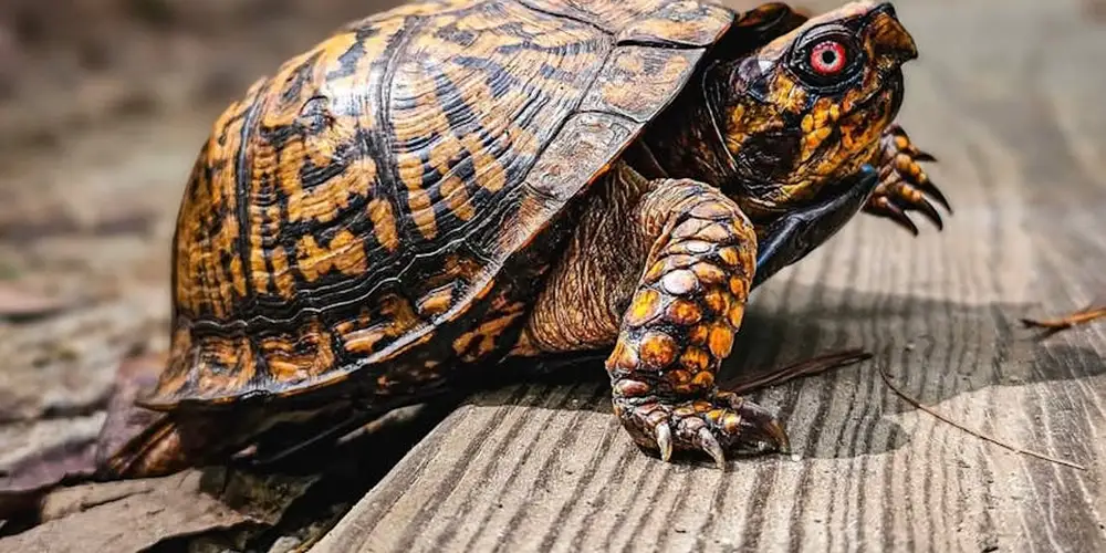 How to Determine the Age of a Box Turtle