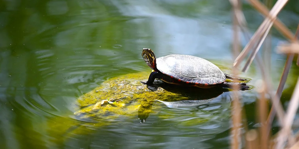 Box turtle basking on a rock in a pond with green water and reeds nearby.