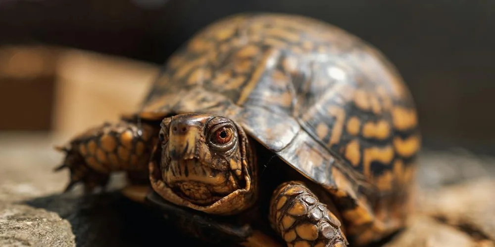Close-up of a box turtle with a patterned shell resting on a rock, looking toward the camera