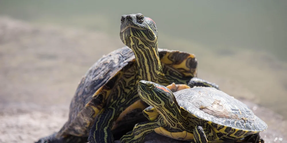Two box turtles basking on a sandy bank with a blurred water background