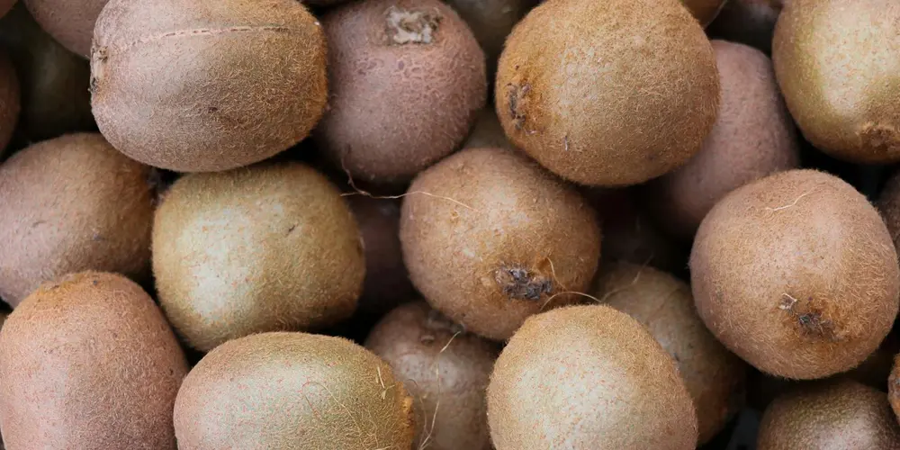Close-up of a pile of small brown fruits, illustrating dietary variety and the role of supplements in painted turtle nutrition.