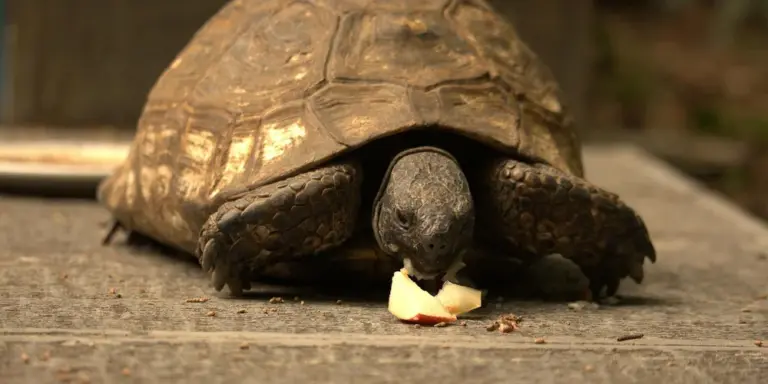 Close-up of a turtle on a wooden surface nibbling a piece of fruit.