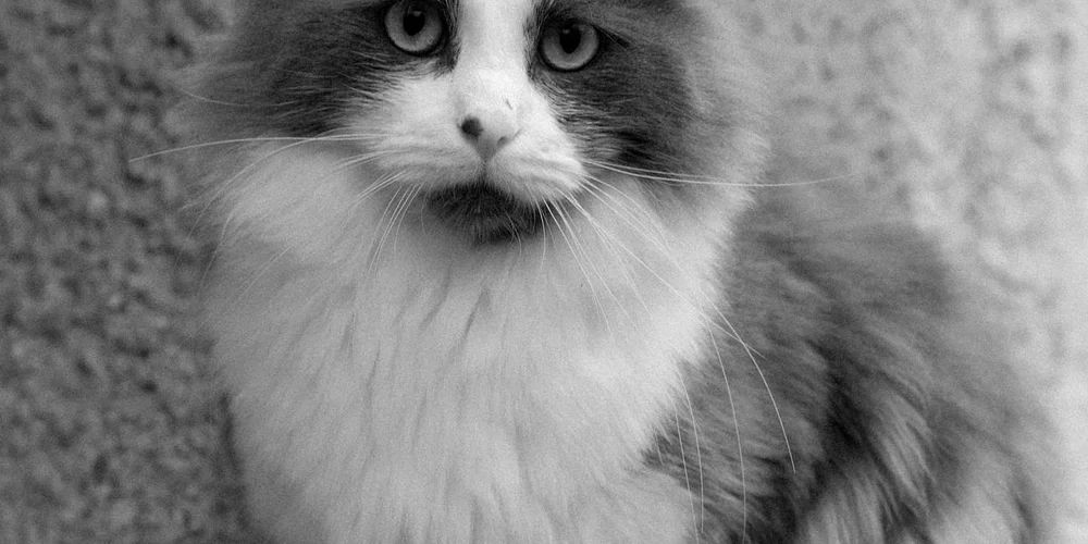 Close-up of a fluffy black-and-white cat looking at the camera.
