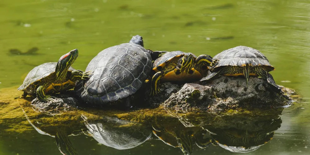 Two small turtles basking on a rock in a calm pond