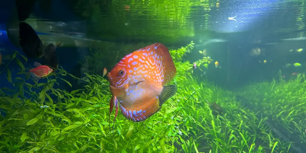 An aquarium densely planted with green aquatic vegetation and a bright orange fish swimming among the plants.