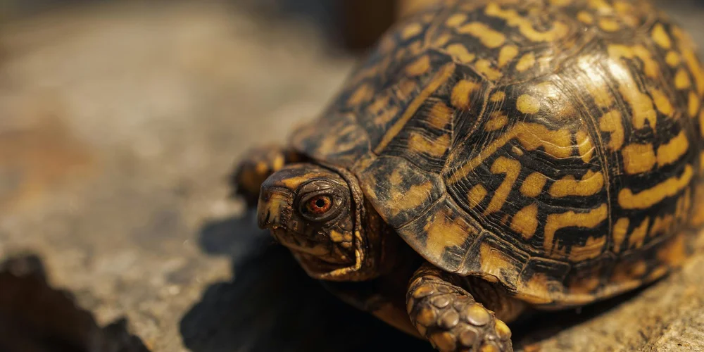 Close-up of a common box turtle with a vividly patterned shell, head extended, on a sunlit rock.