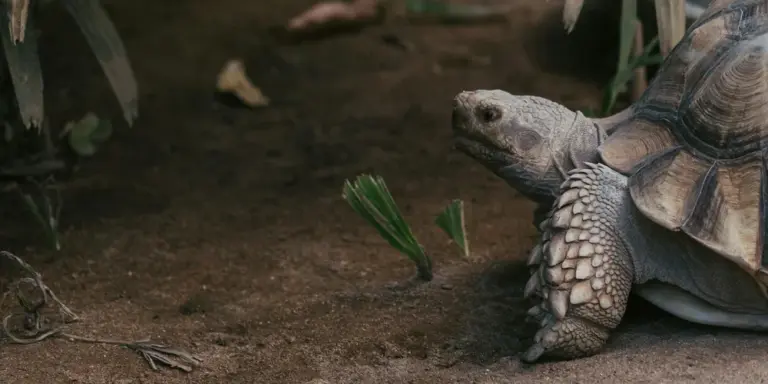 Close-up of a terrestrial tortoise on dirt in its enclosure with a few green plants nearby.