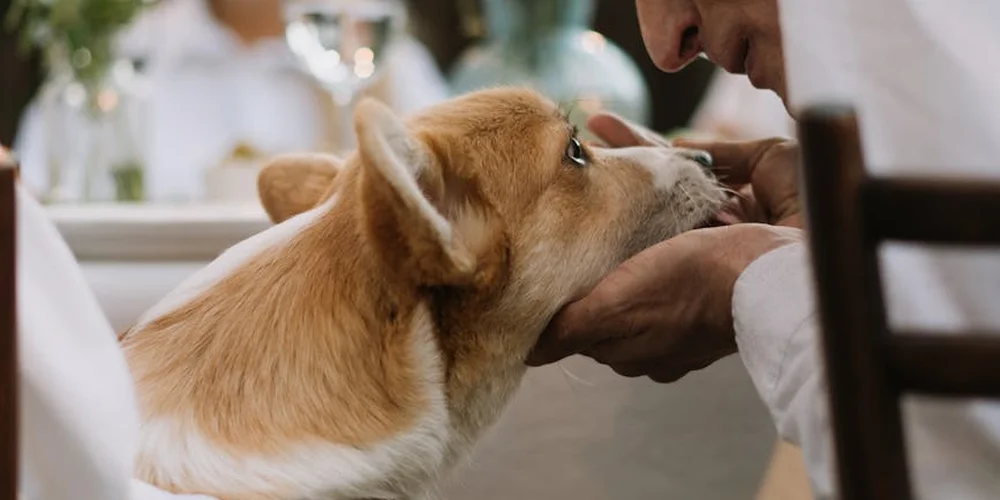 Close-up of a tan and white corgi being offered food by a caregiver's hands in a domestic setting