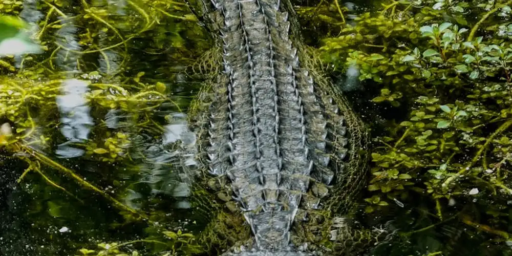 A crocodile-like reptile partially submerged in water among dense green vegetation, showing a rugged, plated back.