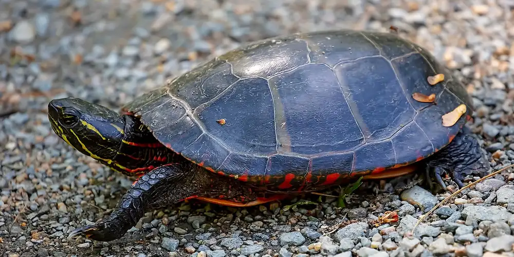 Red-eared slider turtle on a pebbled surface