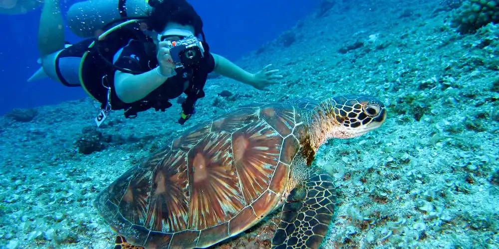 A diver photographing a sea turtle swimming underwater, showing the turtle's flippers and patterned shell.