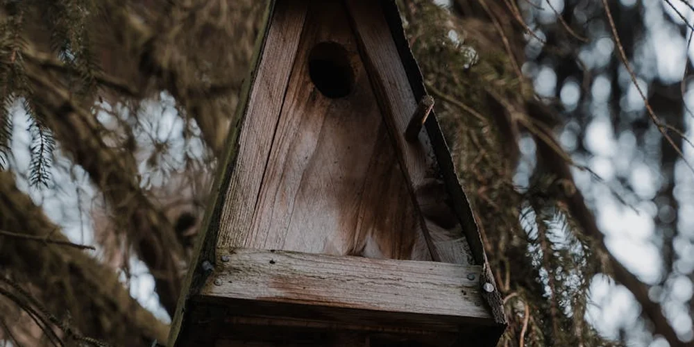 DIY Turtle Nesting Box: A Safe Egg-Laying Guide