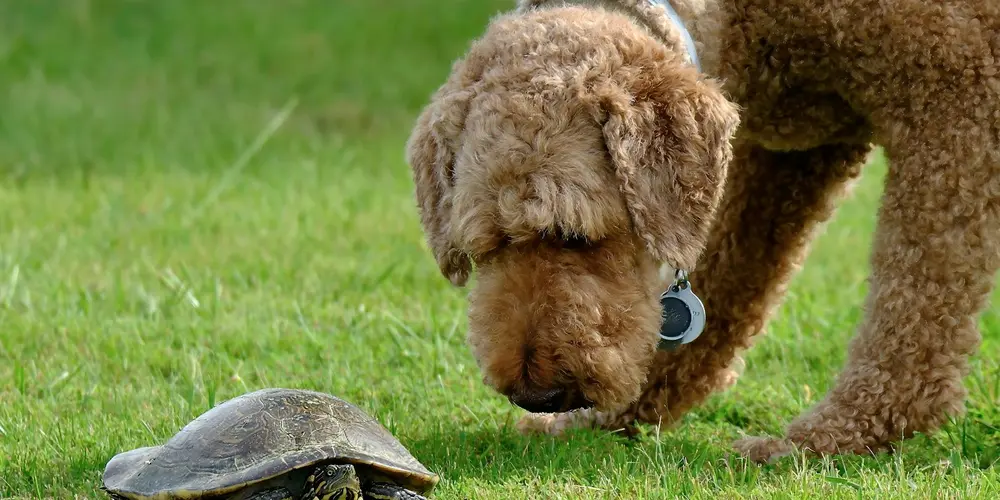 Can My Dog or Cat Make My Turtle Sick (and Vice Versa)? A Zoonotic Disease Guide